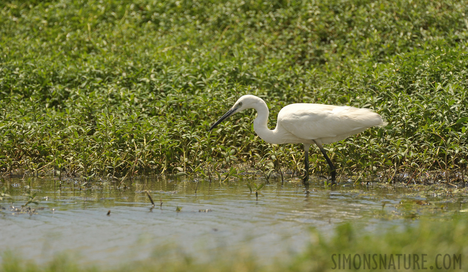 Egretta garzetta garzetta [550 mm, 1/2500 sec at f / 8.0, ISO 1000]